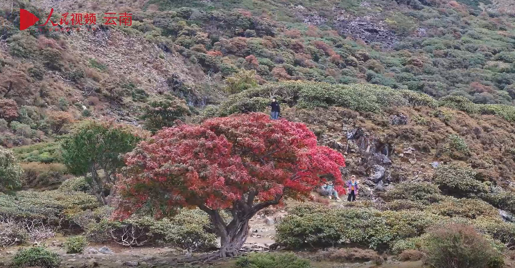 云南香格里拉雪山深处这棵树红得仙气飘飘